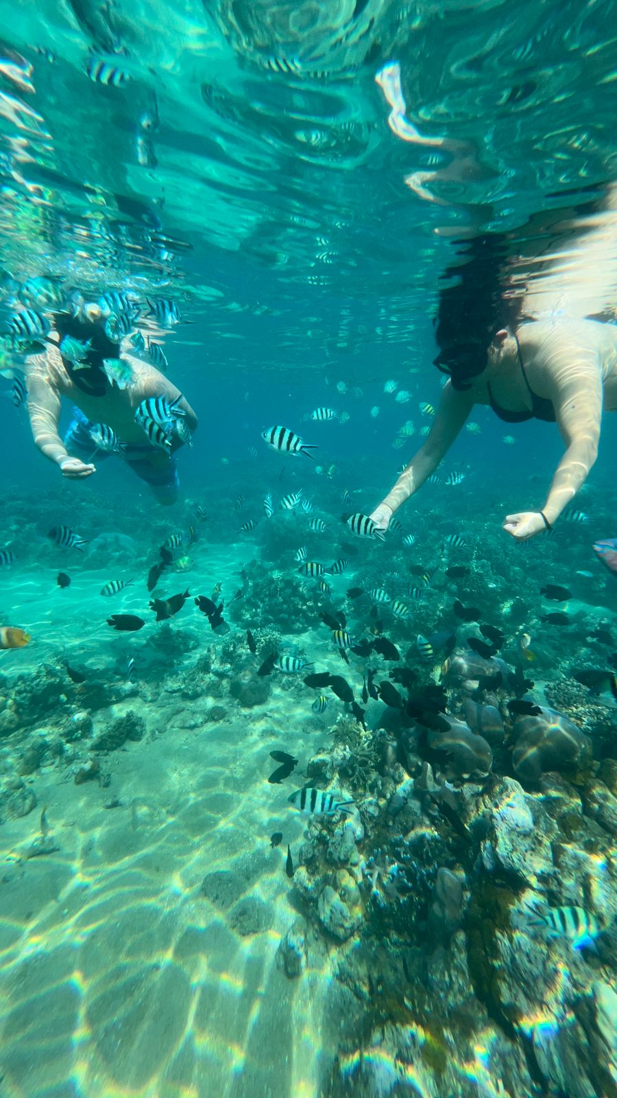 Snorkeling at Lovina Beach